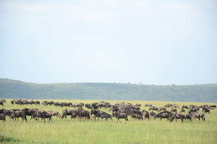 Wildebeest at Maasai Mara