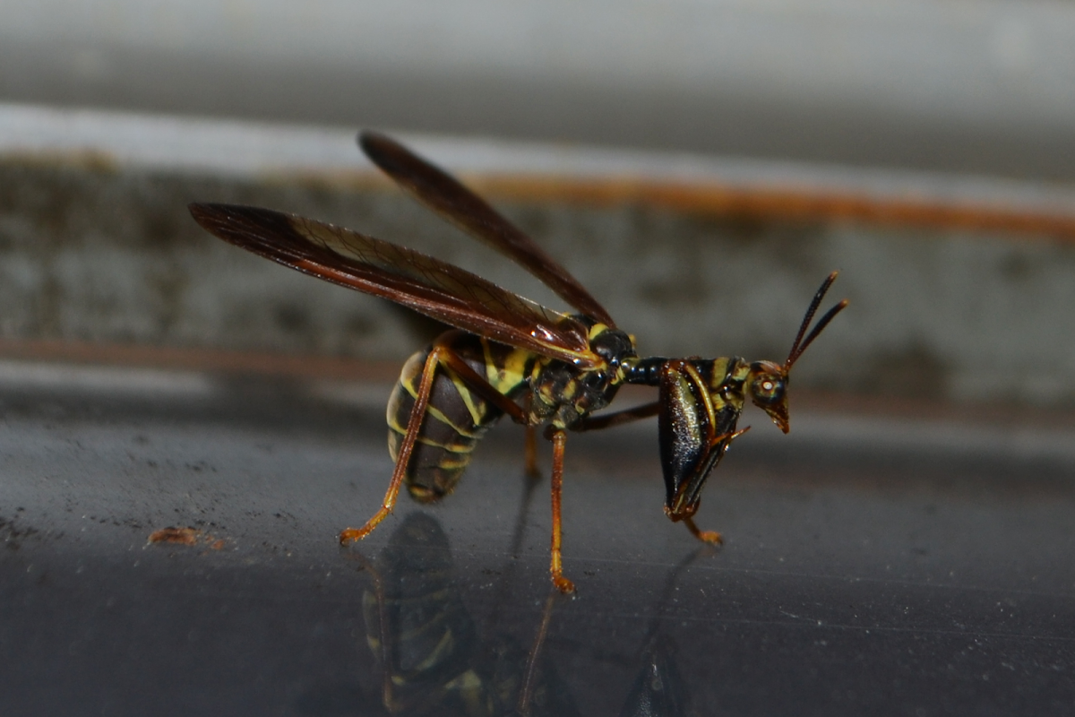 Wasp Mantidfly