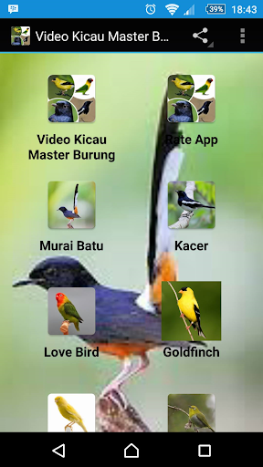 Video Kicau Master Burung