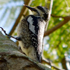 Yellow Bellied Sapsucker