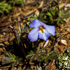 Bird's Foot Violet