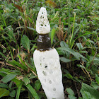 Strangled Stinkhorn