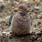 Mourning Dove