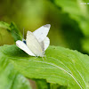 Pieris rapae 菜粉蝶