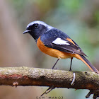 Daurian Redstart (male)