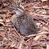 Buff-banded rail