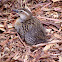 Buff-banded rail