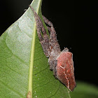 Double-tailed Tent Spider