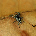 Hyllus Jumping Spider