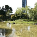 Hinokicho park in Tokyo, Japan 