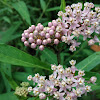 Swamp milkweed