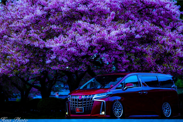 アルファードの桜とコラボ🌸・discover＿ct・discover_ct・ダークレッドマイカメタリック・サクラと愛車に関するカスタム事例の投稿画像1枚目