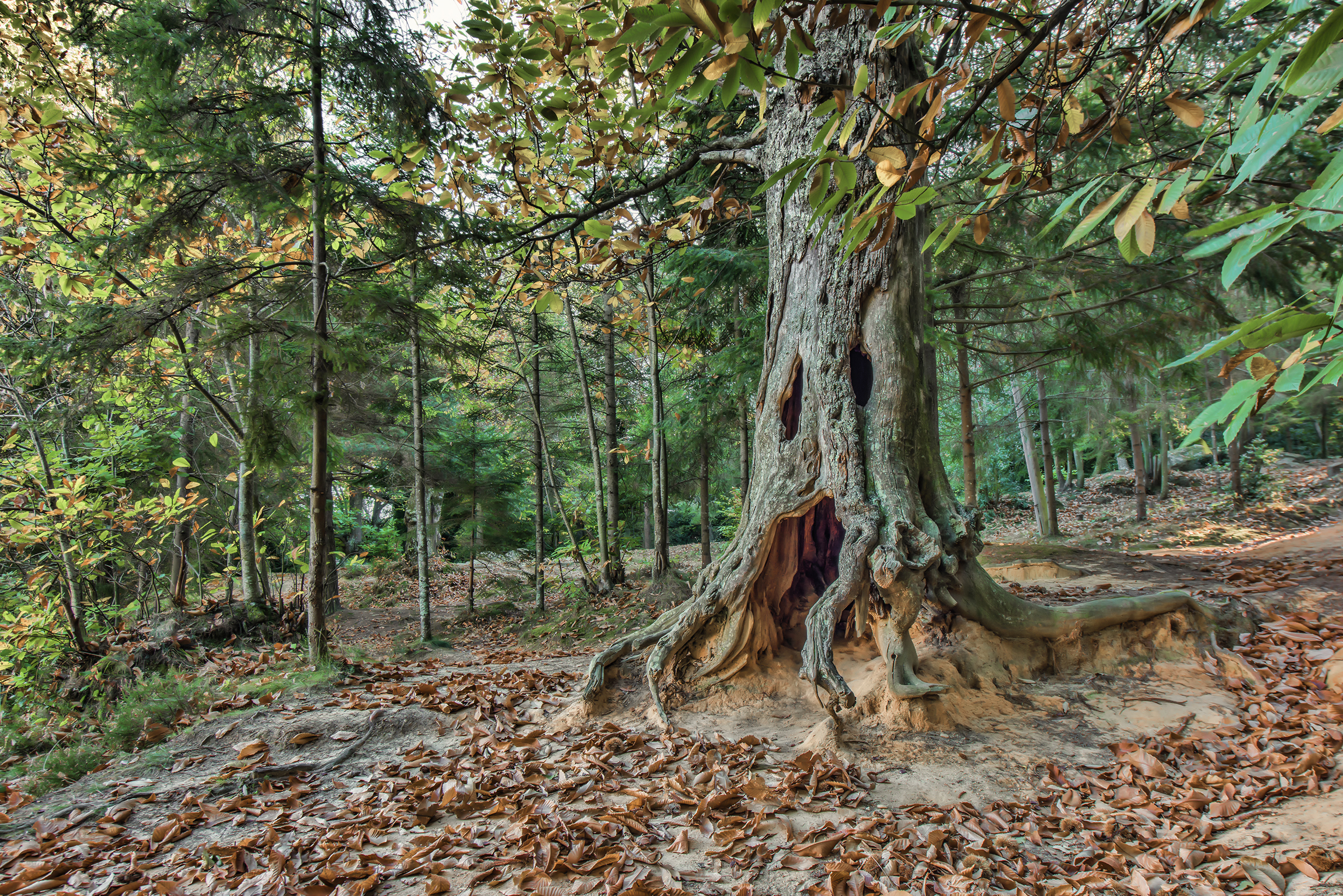 Il guardiano del bosco di Giancarlo Lava