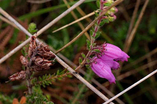 Erica ciliaris