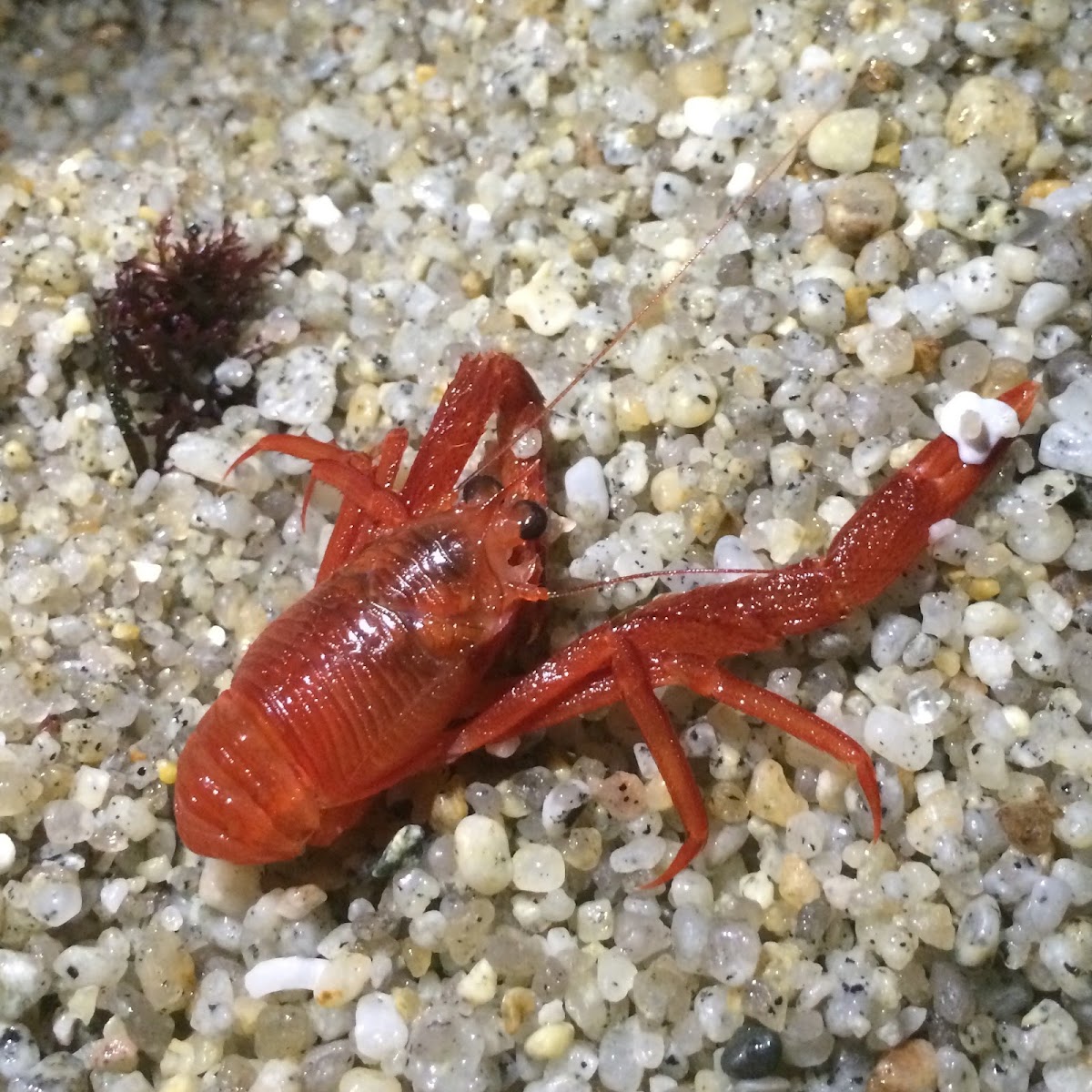 Pelagic Red Crab