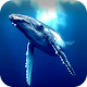 Download Blue Whale Simulator 2018 For PC Windows and Mac 1.0