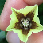 Hairy Ground Cherry