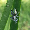 Jumping Spider