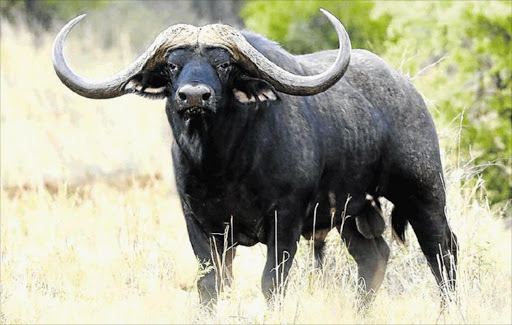 A buffalo that was to be sold has died in capture.