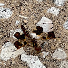 Eastern Amberwing