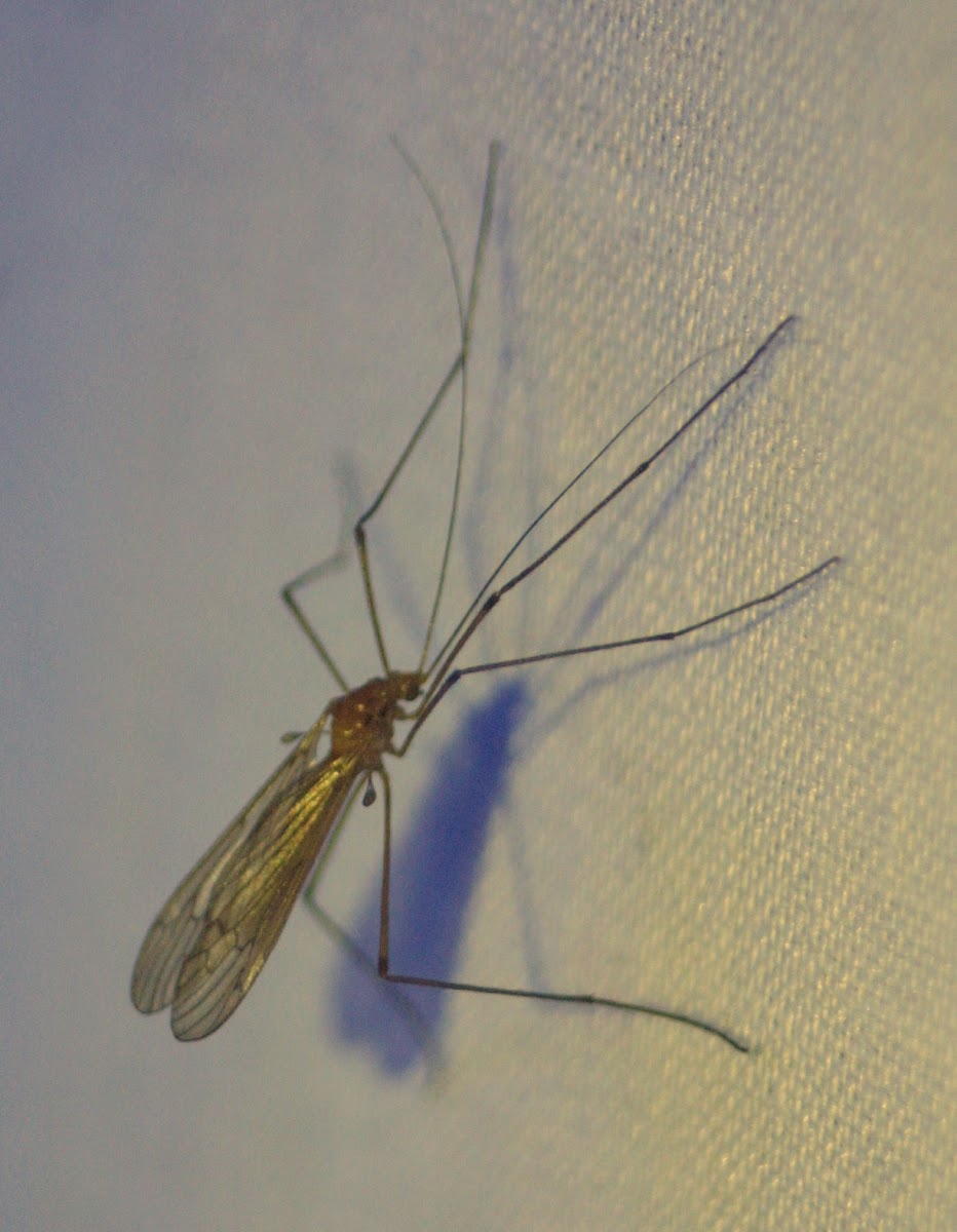 Limoniid Crane Fly