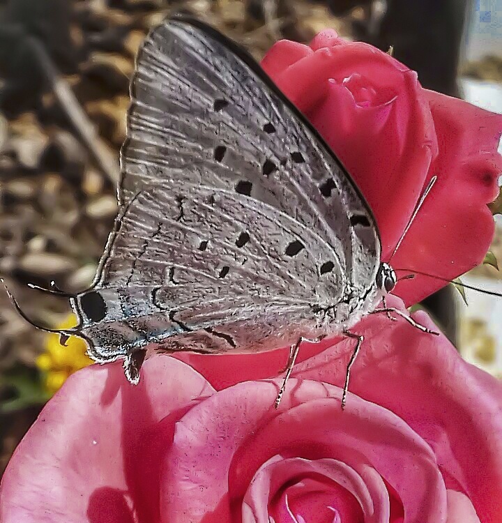 Turquesa / Marsyas Hairstreak