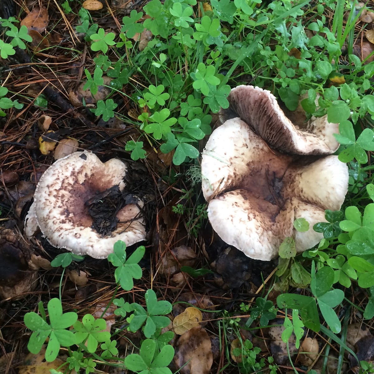 Agaricus