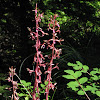 Coralroot