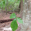 American beech