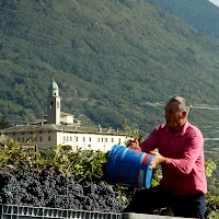 Vendemmia in Valtellina di 