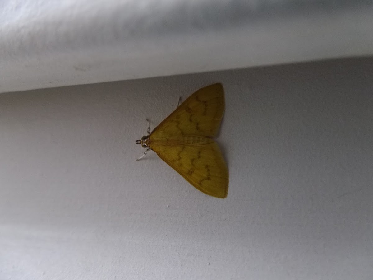 Moth