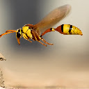 Insects New Tabs HD Wallpapers Themes