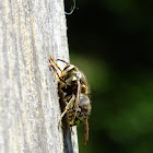 bald faced hornet