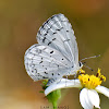 Common Hedge Blue