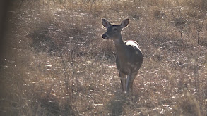 Texas Late Season Hunting with Friends thumbnail