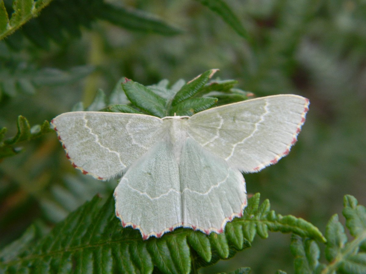 Small grass emerald ♂