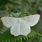 Small grass emerald ♂