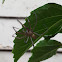 Giant House Spider