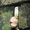 Mystery shelf fungus growing between bricks