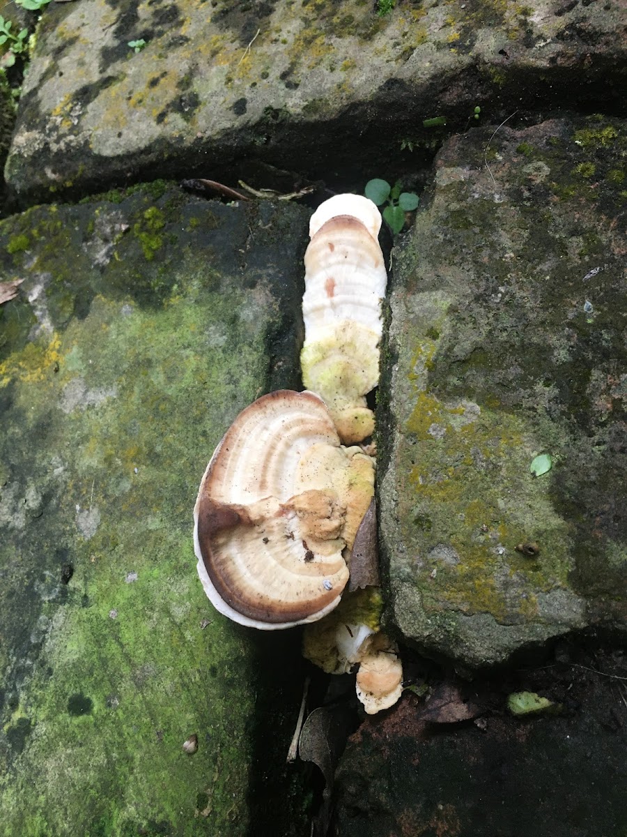 Mystery shelf fungus growing between bricks