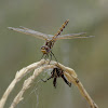 Western Spotted Orb Weaver and Meadowhawk