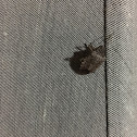 Brown Marmorated Stinkbug