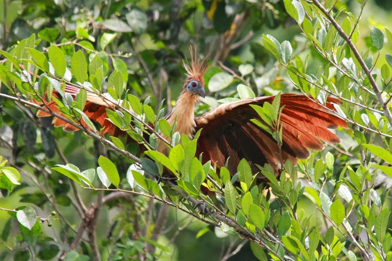 Hoatzin