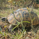 Spur-thighed Tortoise