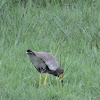 African wattled lapwing