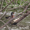 Wood Duck