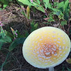 Frost's Amanita