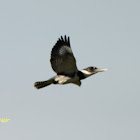 Belted Kingfisher