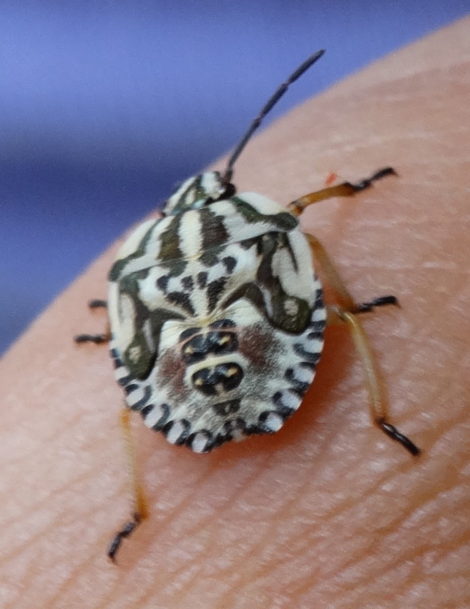 Red Shield Bug (Nymph)