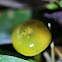 Parrot Waxcap